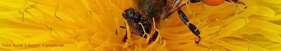 Bild einer Biene auf einer Blüte von Rosel Eckstein  / pixelio.de